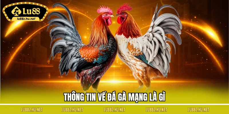 Thông tin về đá gà mạng là gì